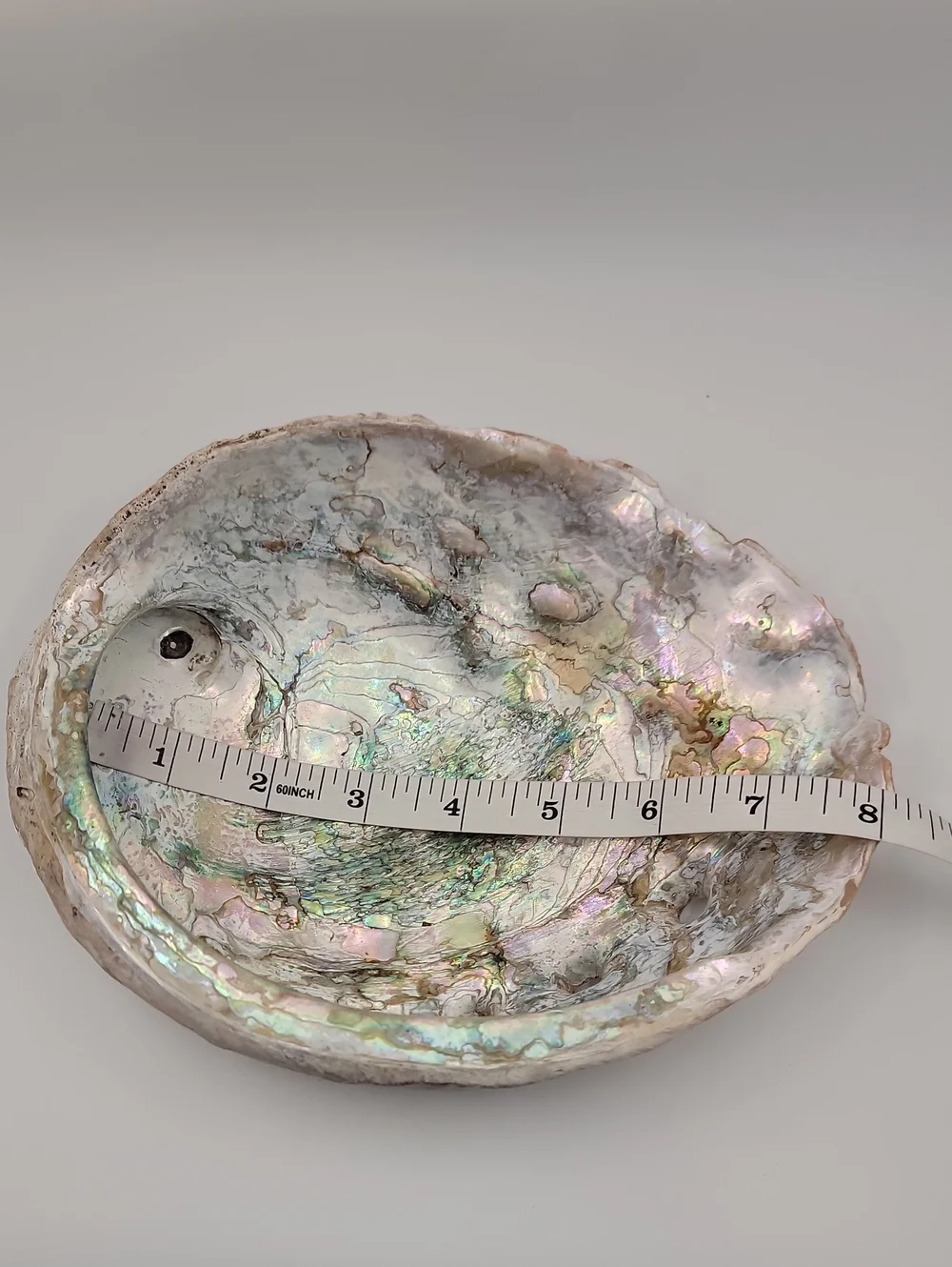 Iridescent Abalone Shell Vintage Natural - Green & Pink Accents 8